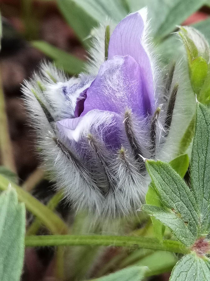 Pulsatilla patens